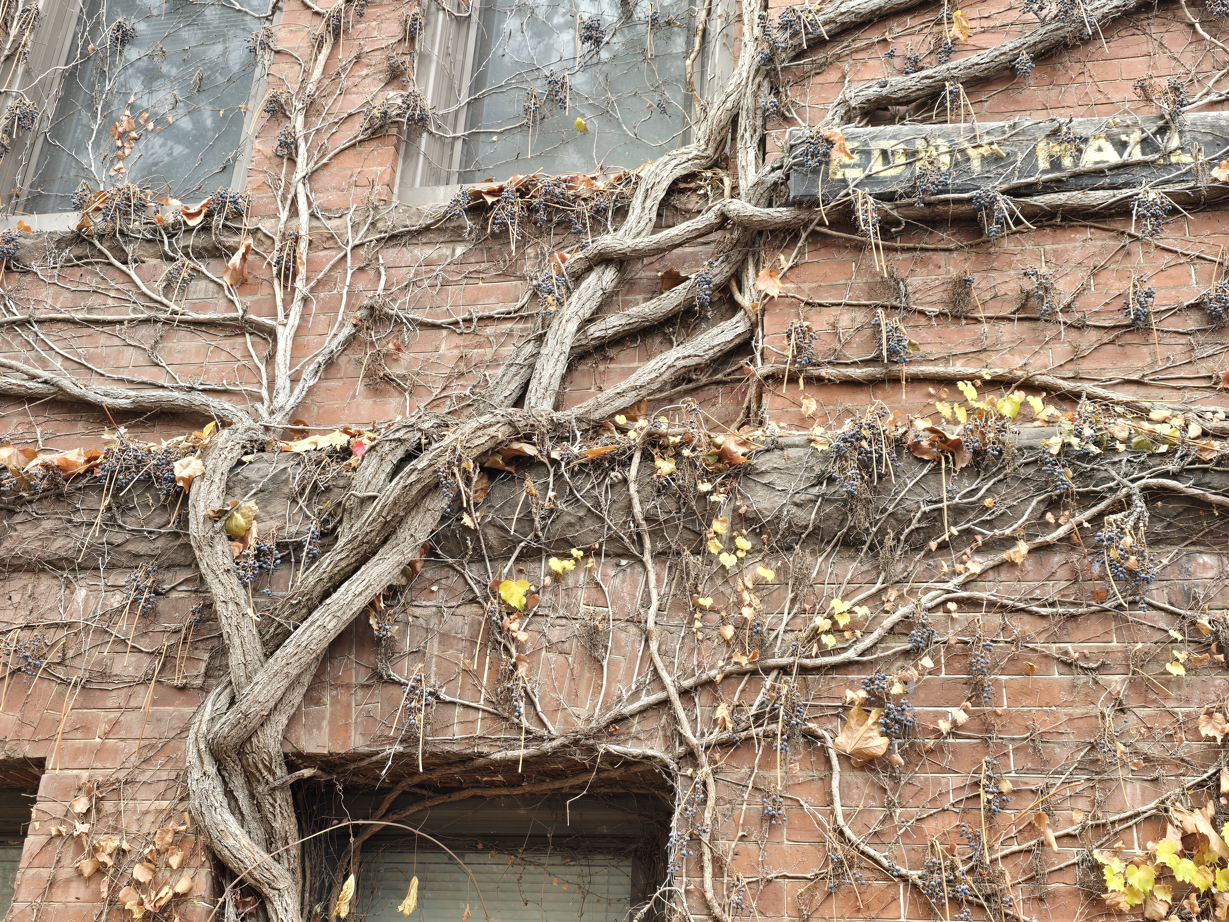 Vines on a brick wall
