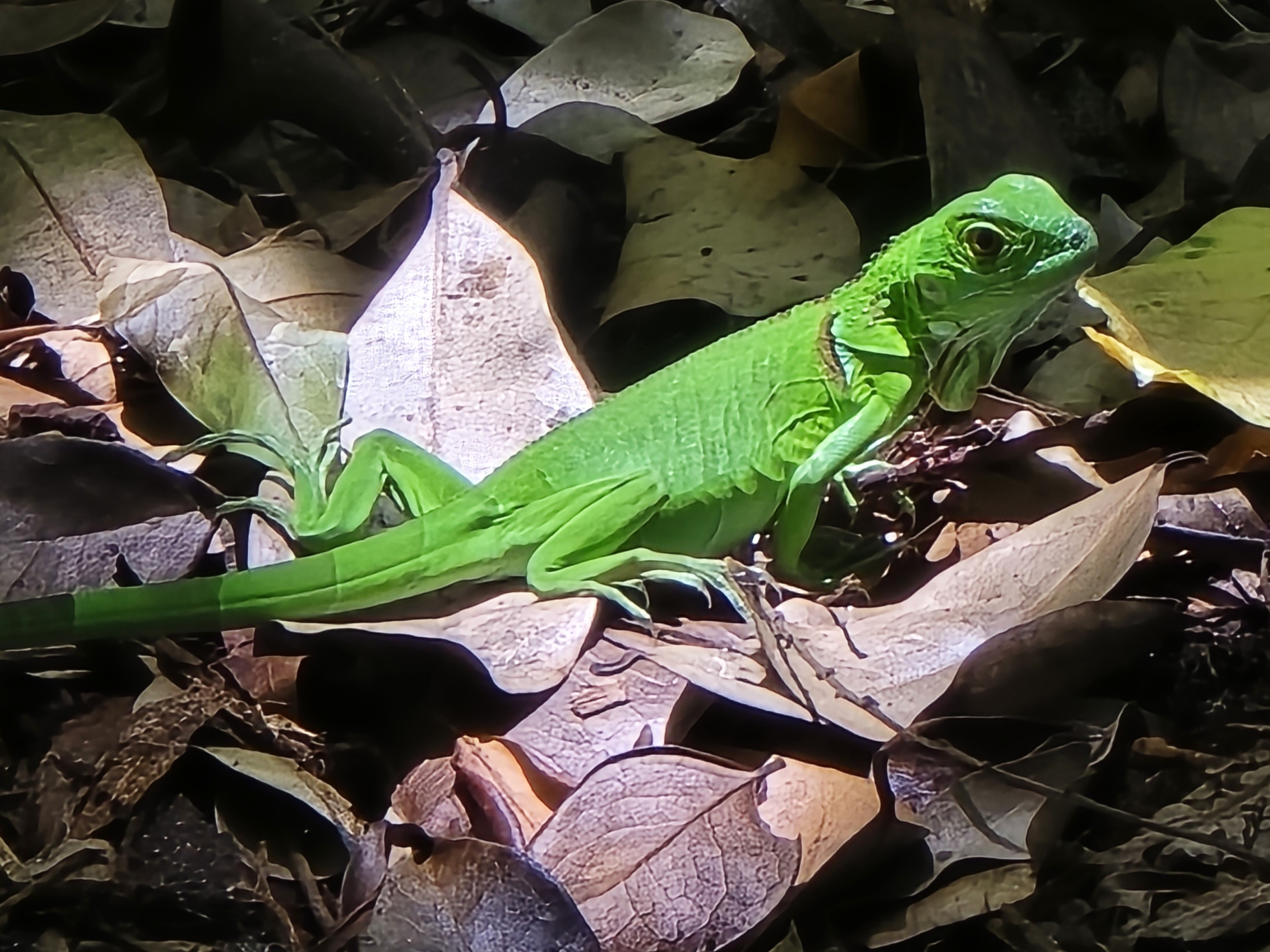 Picture of a green lizard
